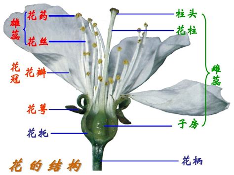 花芯 意思|花芯的意思是什么？花芯在花朵结构中的作用是什么？